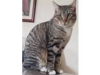 Charlotte (courtesy Post), Domestic Shorthair For Adoption In Mountain View