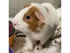 Melon, Guinea Pig For Adoption In Swanzey, New Hampshire