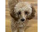 Poodle (Toy) Puppy for sale in New York, NY, USA