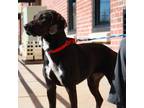 Marnie, Retriever (unknown Type) For Adoption In Richmond, Virginia