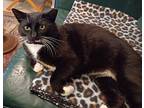 Sammy, Domestic Shorthair For Adoption In Charlottesville, Virginia