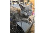 Mystery, Domestic Shorthair For Adoption In Charlottesville, Virginia