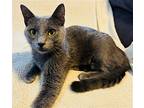 Eclipse, Domestic Shorthair For Adoption In Rochester, New York