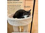 Dunkin, Domestic Shorthair For Adoption In Springfield, Pennsylvania