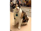 Karen, Domestic Shorthair For Adoption In West Columbia, South Carolina