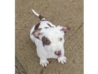 Michael, American Pit Bull Terrier For Adoption In West Memphis, Arkansas