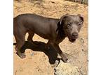 Fiona, American Pit Bull Terrier For Adoption In West Columbia, South Carolina