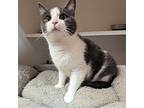 Zepplin, Domestic Shorthair For Adoption In Accident, Maryland