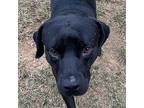 Smokey. Sj, Labrador Retriever For Adoption In Warrior, Alabama