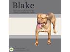 Blake, Labrador Retriever For Adoption In Gilbertsville, Pennsylvania