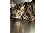 King, Domestic Shorthair For Adoption In Salt Spring Island, British Columbia