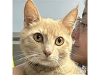 Meredith, Domestic Shorthair For Adoption In Washington, District Of Columbia