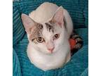 Pi, Domestic Shorthair For Adoption In Huntley, Illinois