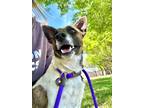 Ollie, Jack Russell Terrier For Adoption In Fort Worth, Texas