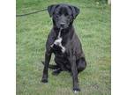 Lexie, Labrador Retriever For Adoption In Huntley, Illinois