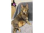 Penney, Domestic Shorthair For Adoption In Silverdale, Washington