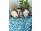 Basil (bonded To Bruno), Rat For Adoption In Barrie, Ontario