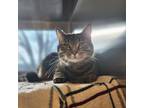 Meow Meow, Domestic Shorthair For Adoption In Bingham Farms, Michigan