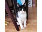 King, Domestic Shorthair For Adoption In Lewistown, Pennsylvania