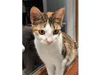 Maple, Domestic Shorthair For Adoption In Lewistown, Pennsylvania