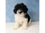 Mutt Puppy for sale in Apple Creek, OH, USA