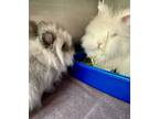 Floofs, Lionhead For Adoption In Seattle, Washington