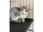 Dusty, Domestic Shorthair For Adoption In Lewisville, Texas