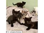 Chocolate Litter, American Shorthair For Adoption In Westwood, New Jersey