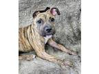 Pamela, American Pit Bull Terrier For Adoption In Eagle, Colorado