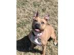 Malaa, American Pit Bull Terrier For Adoption In Eagle, Colorado