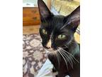 Xena, Domestic Shorthair For Adoption In Cincinnati, Ohio