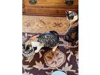 Forest And Sage, Domestic Shorthair For Adoption In Cincinnati, Ohio