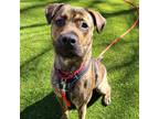 Wick, American Pit Bull Terrier For Adoption In Woodinville, Washington