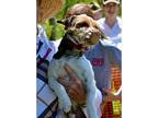 Hardy, Parson Russell Terrier For Adoption In Columbia, Tennessee