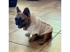 French Bulldog Puppy for sale in Austin, TX, USA