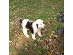Mutt Puppy for sale in Grafton, WV, USA