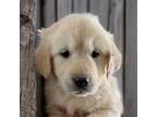 Golden Retriever Puppy for sale in Goshen, IN, USA