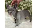 French Bulldog Puppy for sale in Watauga, TX, USA