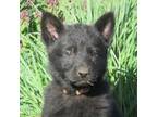 German Shepherd Dog Puppy for sale in Kalamazoo, MI, USA