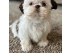 Shih Tzu Puppy for sale in Warsaw, IN, USA