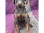 Doberman Pinscher Puppy for sale in Austinville, VA, USA