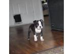 Boston Terrier Puppy for sale in Henderson, NV, USA