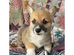 Pembroke Welsh Corgi Puppy for sale in Hope, AR, USA