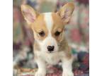 Pembroke Welsh Corgi Puppy for sale in Hope, AR, USA