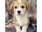 Pembroke Welsh Corgi Puppy for sale in Hope, AR, USA