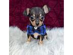 Chihuahua Puppy for sale in Santa Ana, CA, USA