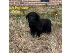 Labrador Retriever Puppy for sale in Princeton, NC, USA