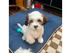 Shih-Poo Puppy for sale in Morristown, TN, USA