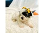 Shih-Poo Puppy for sale in Morristown, TN, USA