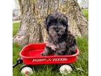 Shih-Poo Puppy for sale in Middlebury, IN, USA